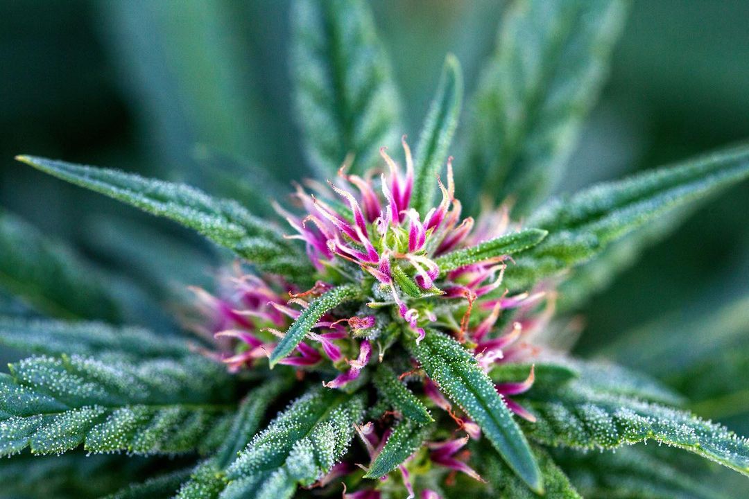 Trichoderma: qué es y para que sirven?