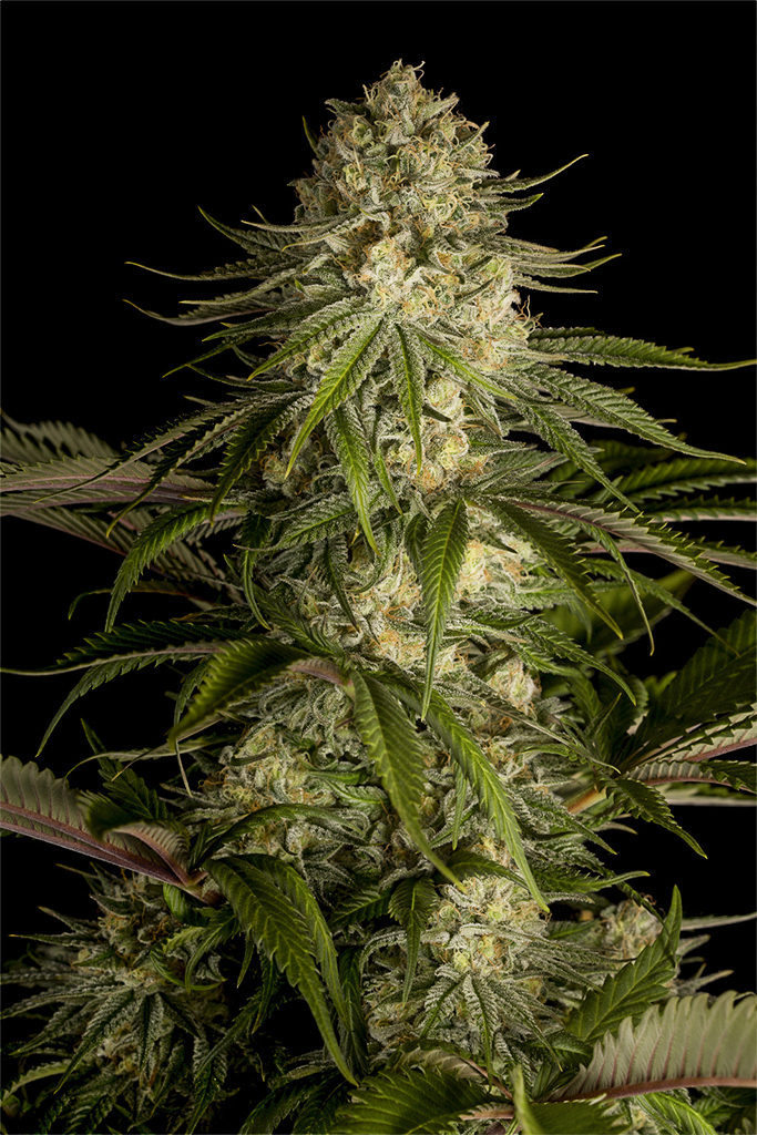 ¿Cuáles son los efectos del Lemon Kush?