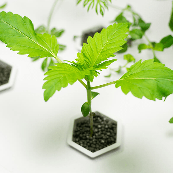 Sistemas hidropónicos de cultivo