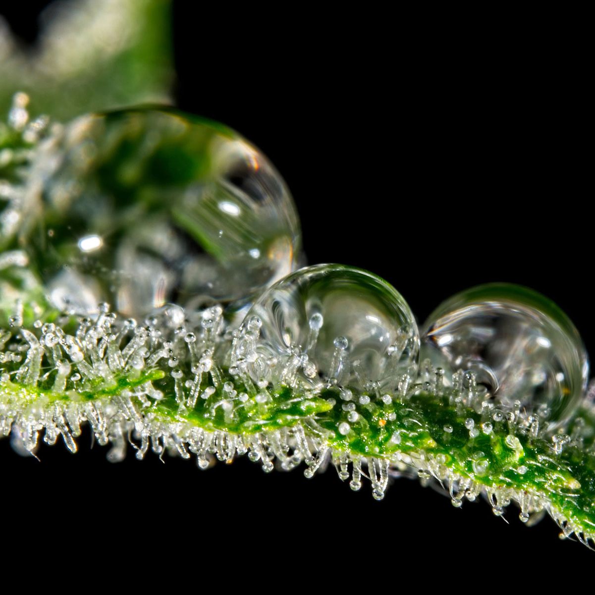 Cultivo Exterior: El peligro de la lluvia en la fase de floración y como prevenir una catástrofe