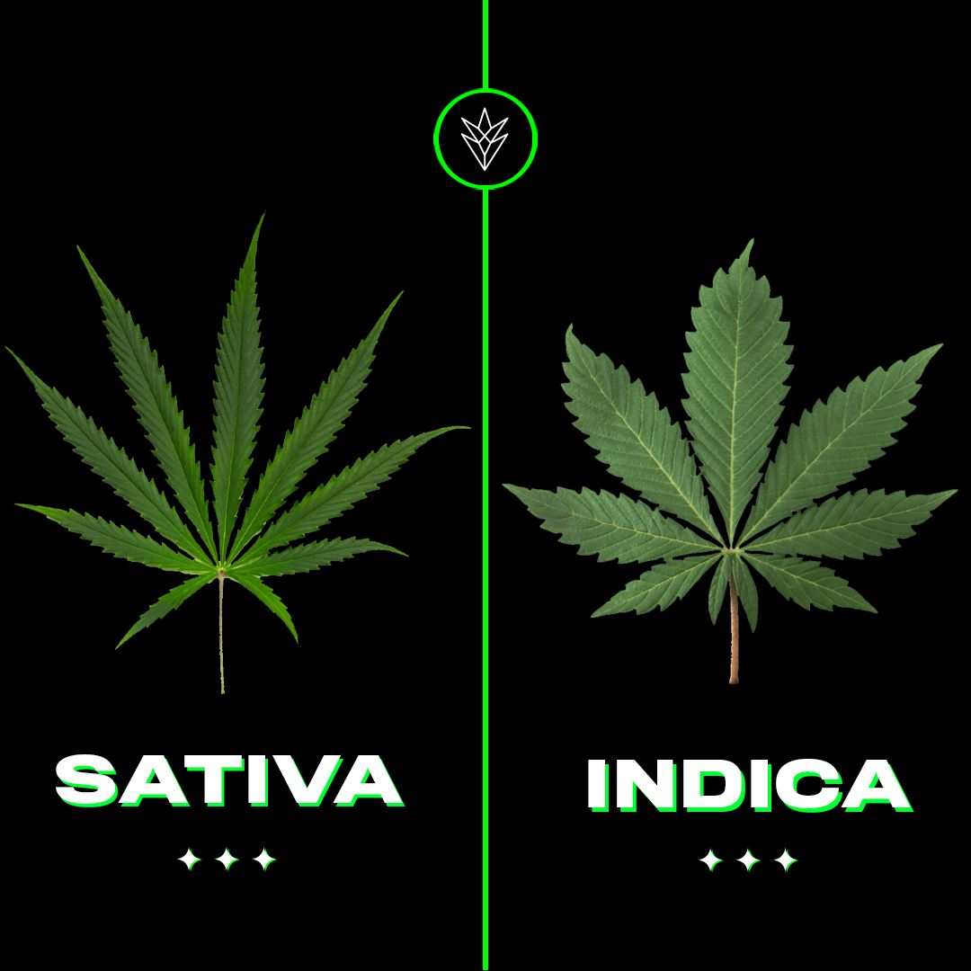 ¿Cuál es la diferencia entre indica y sativa?