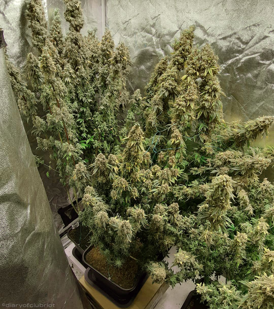 Distancia entre luces y plantas