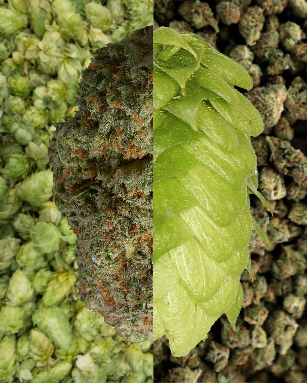 Lúpulo y Cannabis: ¿son familia?