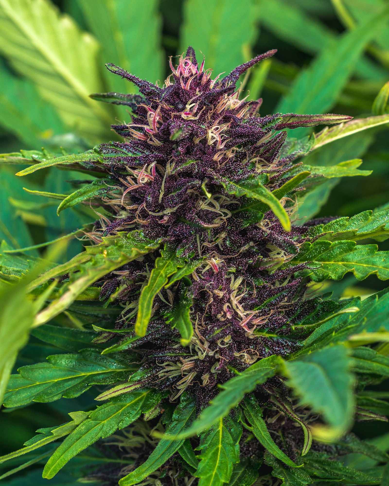Amnesia Haze
