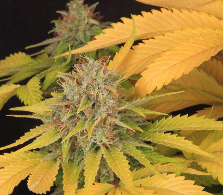 Deficiencias y excesos de cannabis