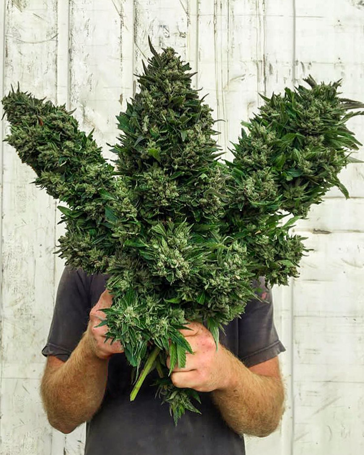 ¿Cómo cuidar las plantas de cannabis si estarás lejos de casa?