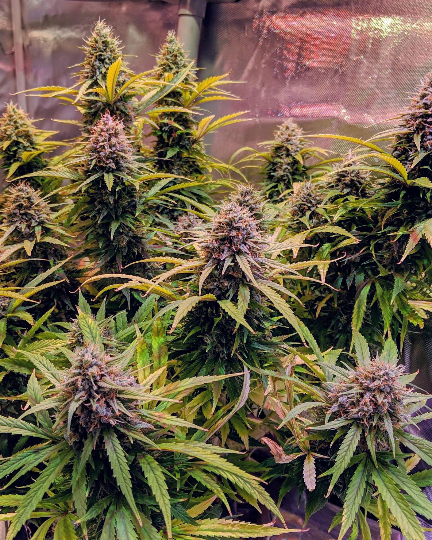 Nitro Haze