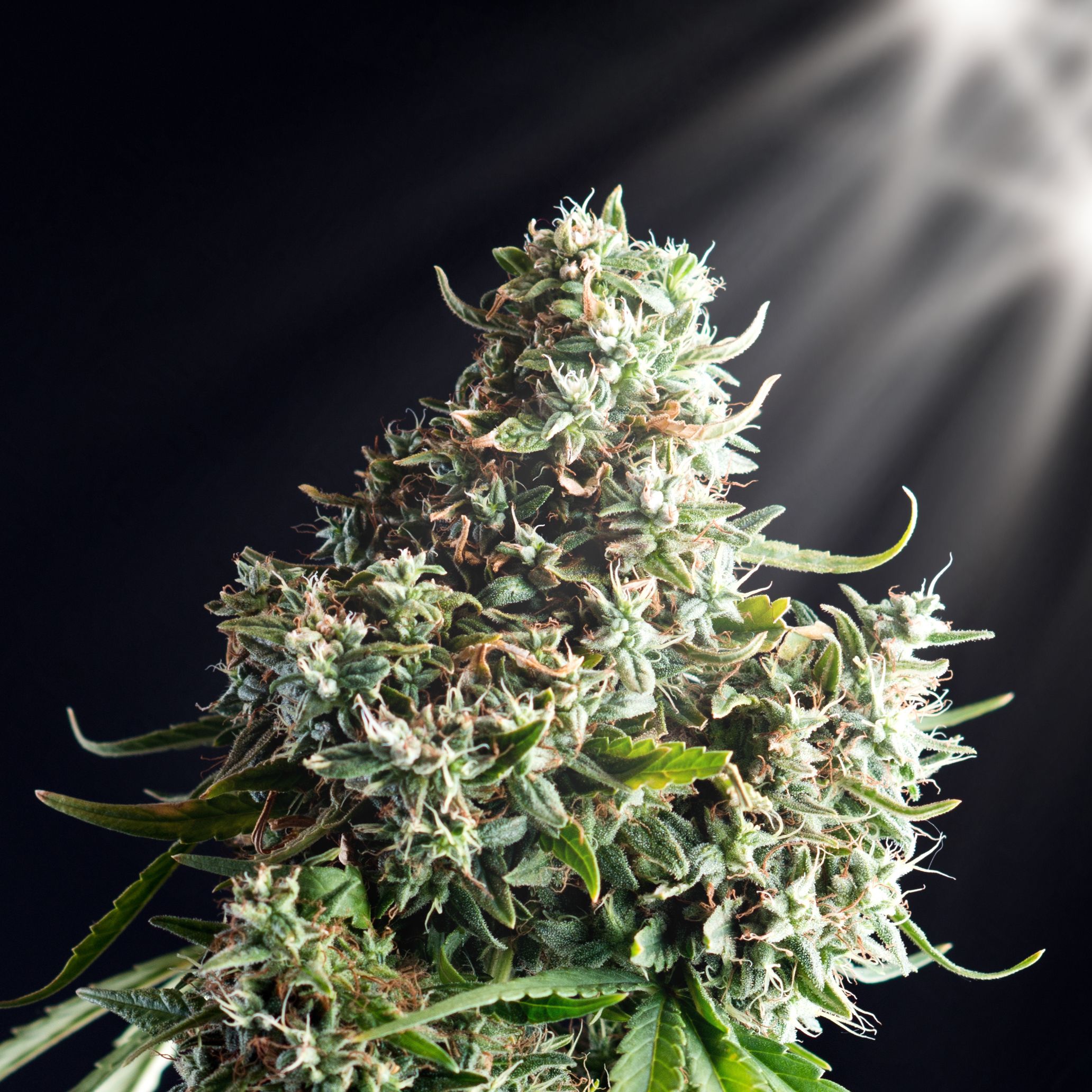 Clones de marihuana