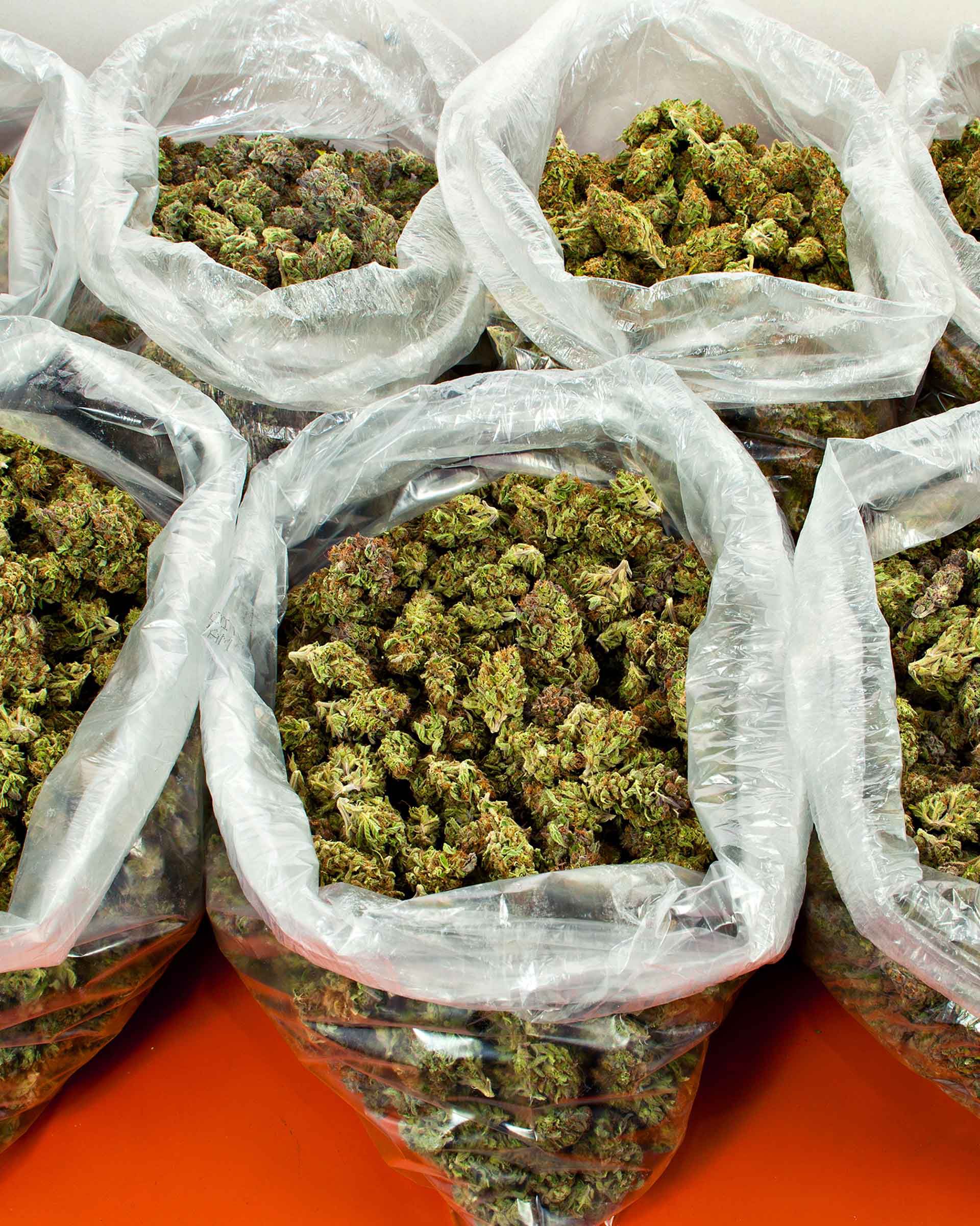 Que hacer cuando aparece moho en la planta de marihuana