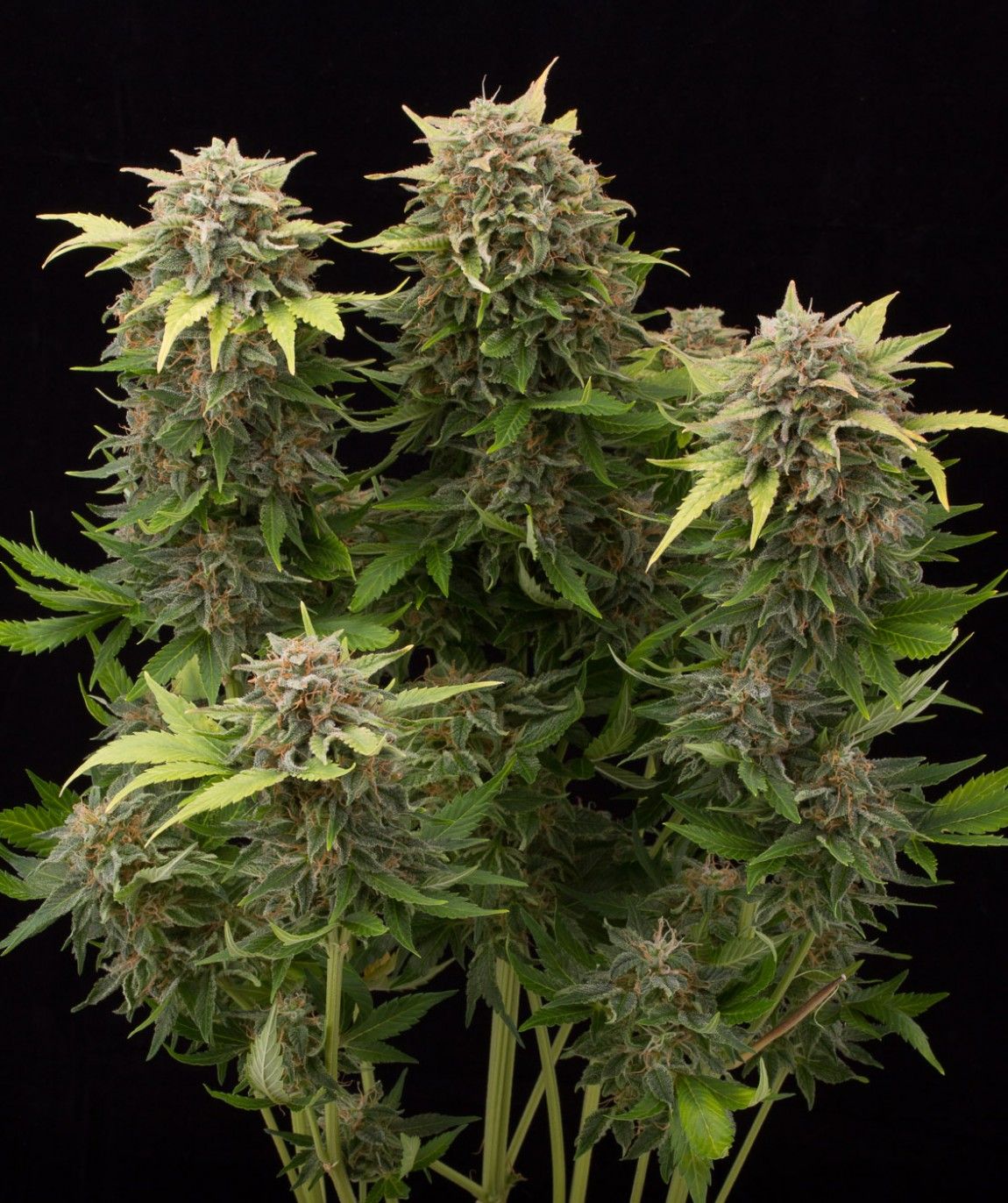 Moby Dick: monstruosa sativa.