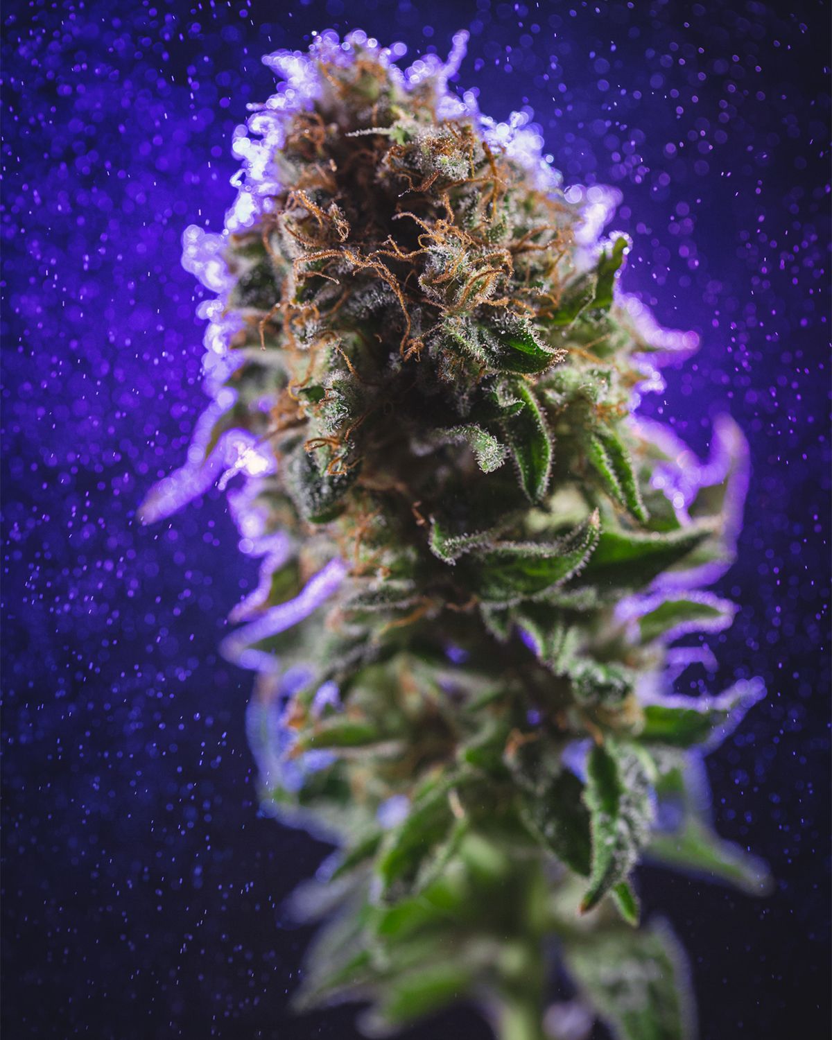 ¿Cuáles son los tipos de mutaciones de la marihuana?