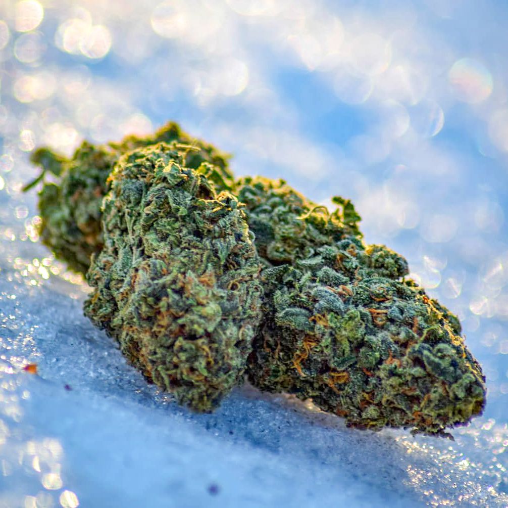 Como Cultivar marihuana de exterior en invierno