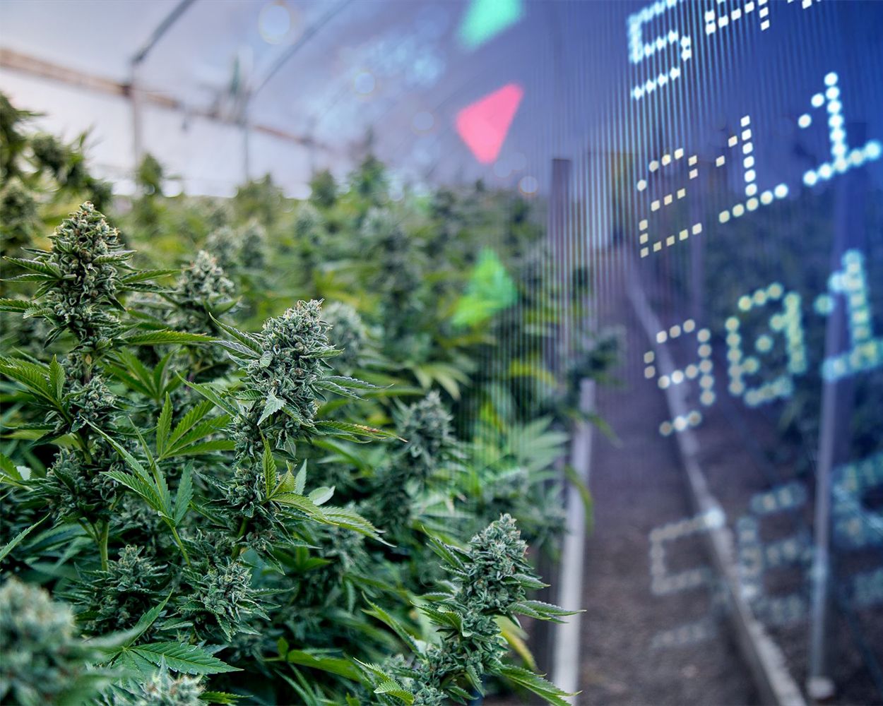 Acciones de Cannabis