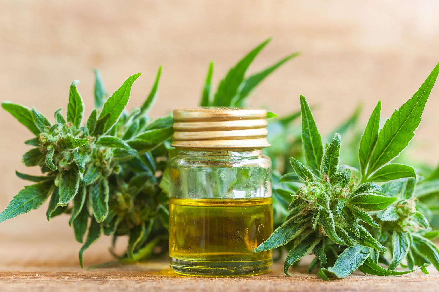Salta y el cannabis para uso medicinal: será ley?