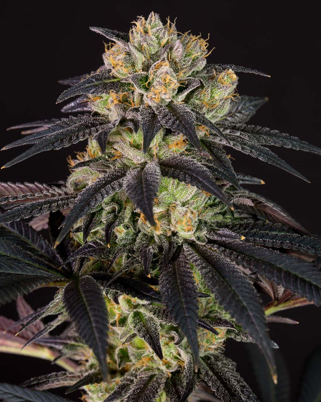 Dealer deal XXL