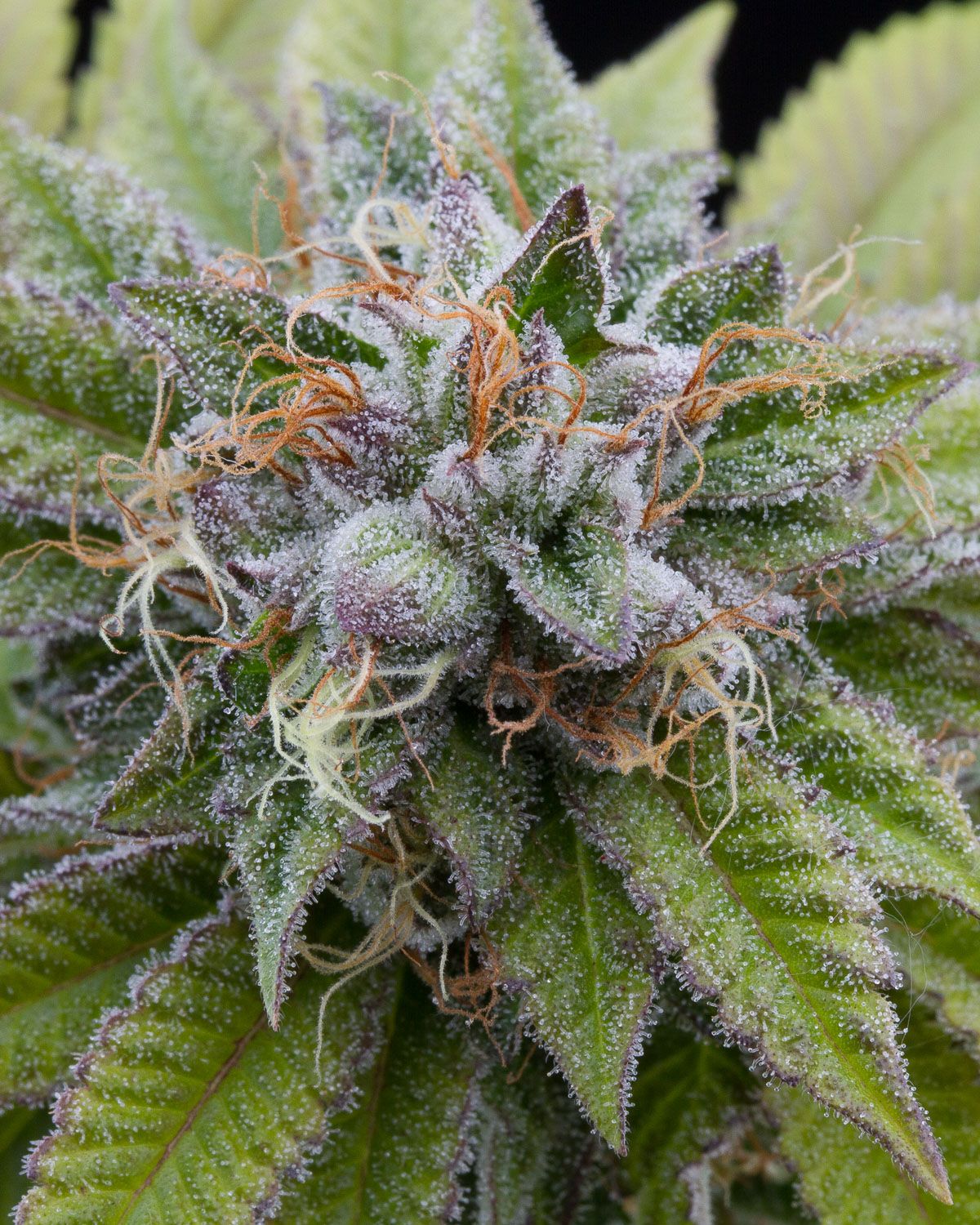 ¿Qué es el fenotrigo del cannabis y como afecta nuestras plantas?