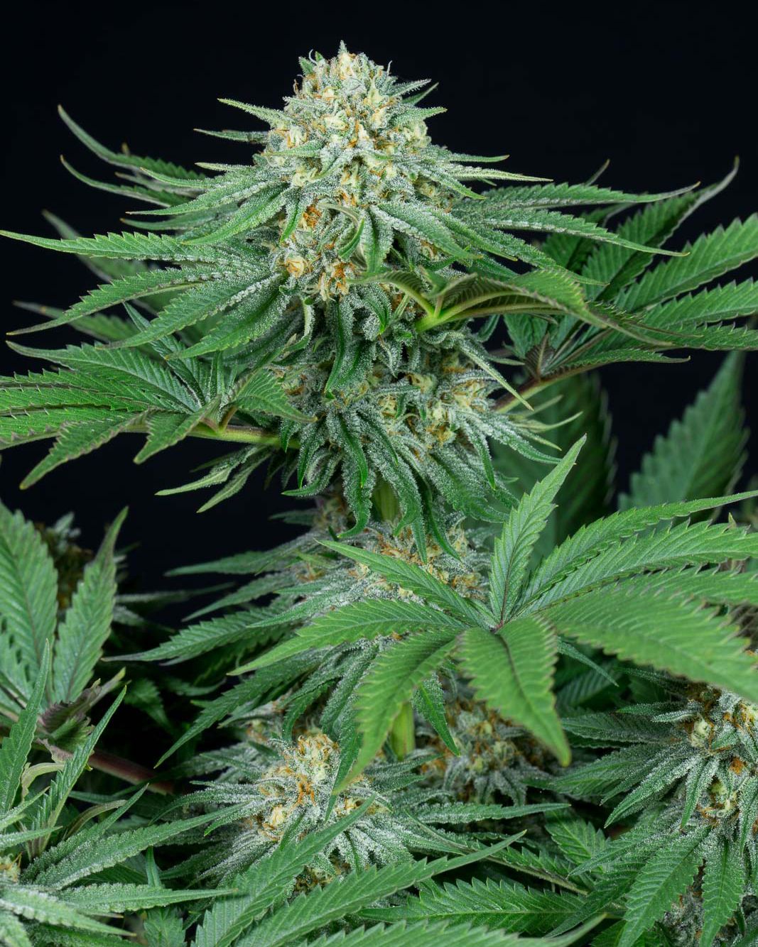 Los cuidados y beneficios de las plantas madres