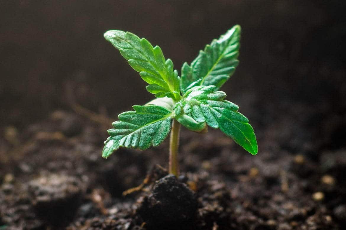 ¿Qué hacer si tengo una planta hermafrodita?
