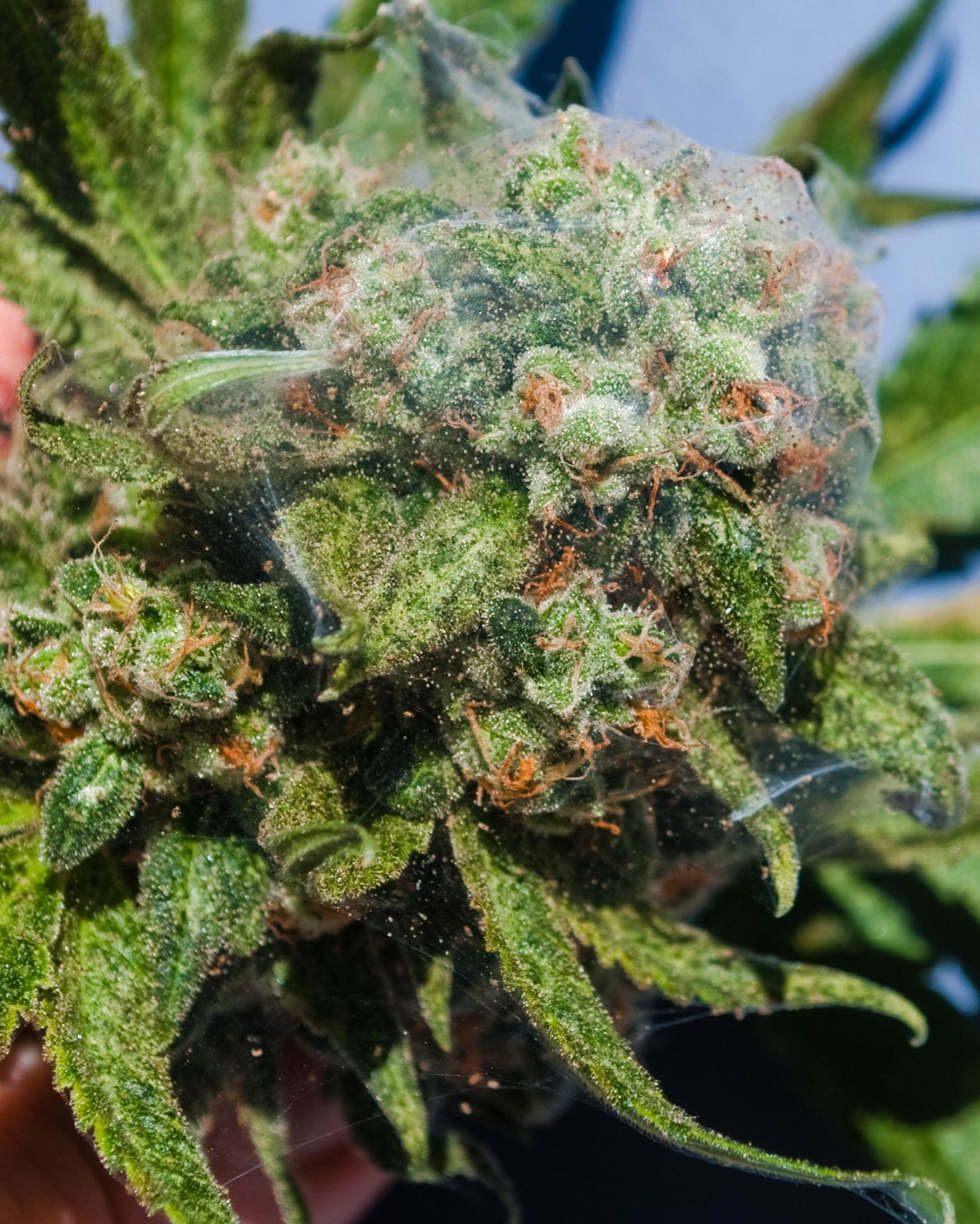 Plagas: Ácaros o araña roja