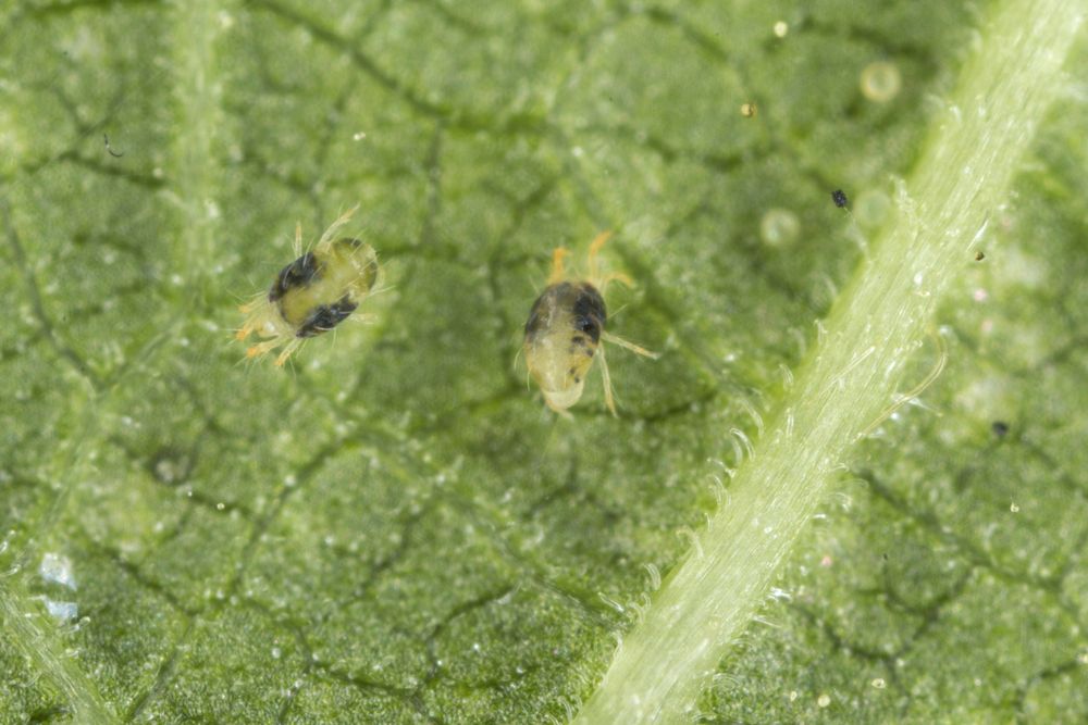 Cómo eliminar las hormigas de tus plantas de marihuana