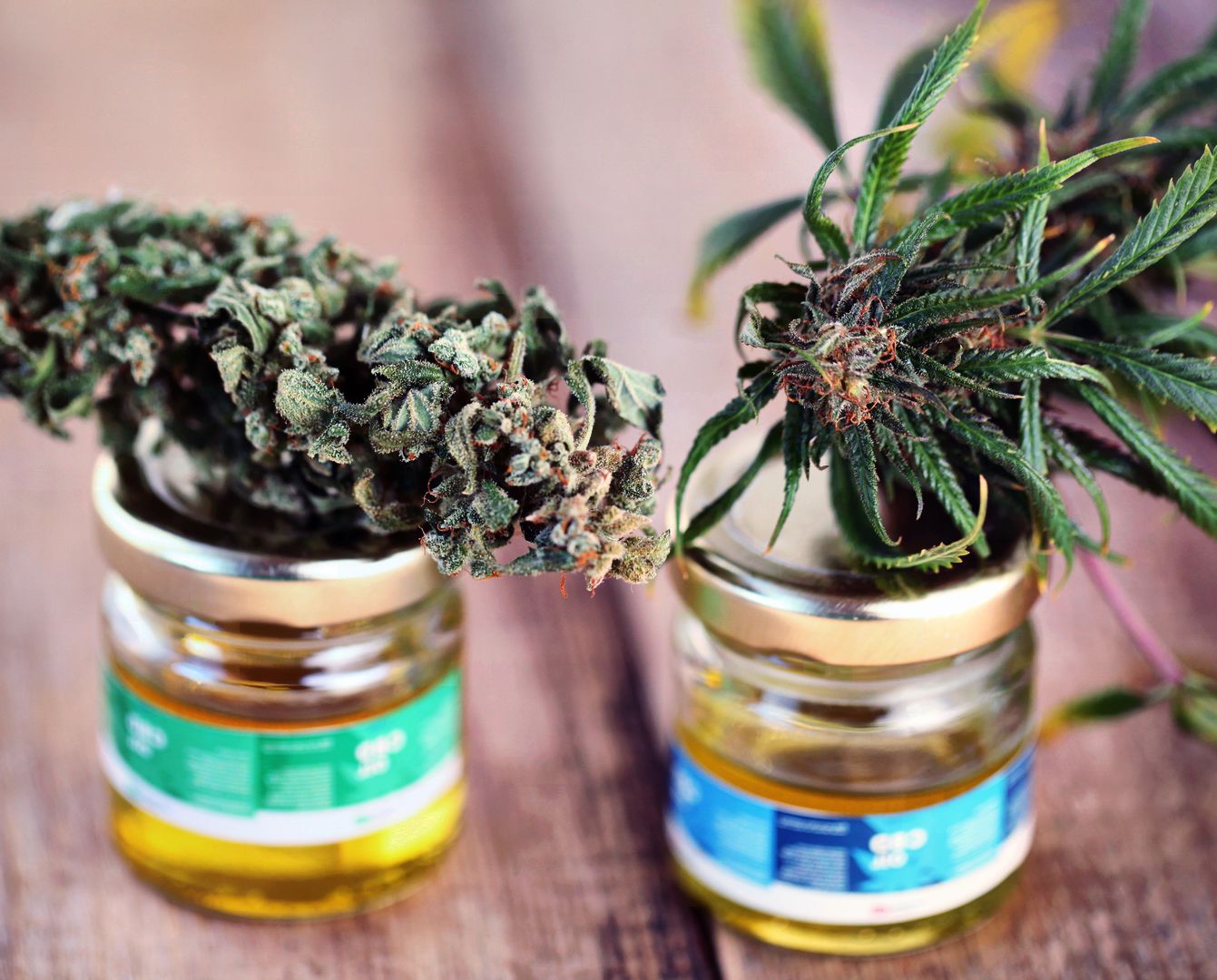 Cultivos de cannabis con Coco: qué beneficios tienen?