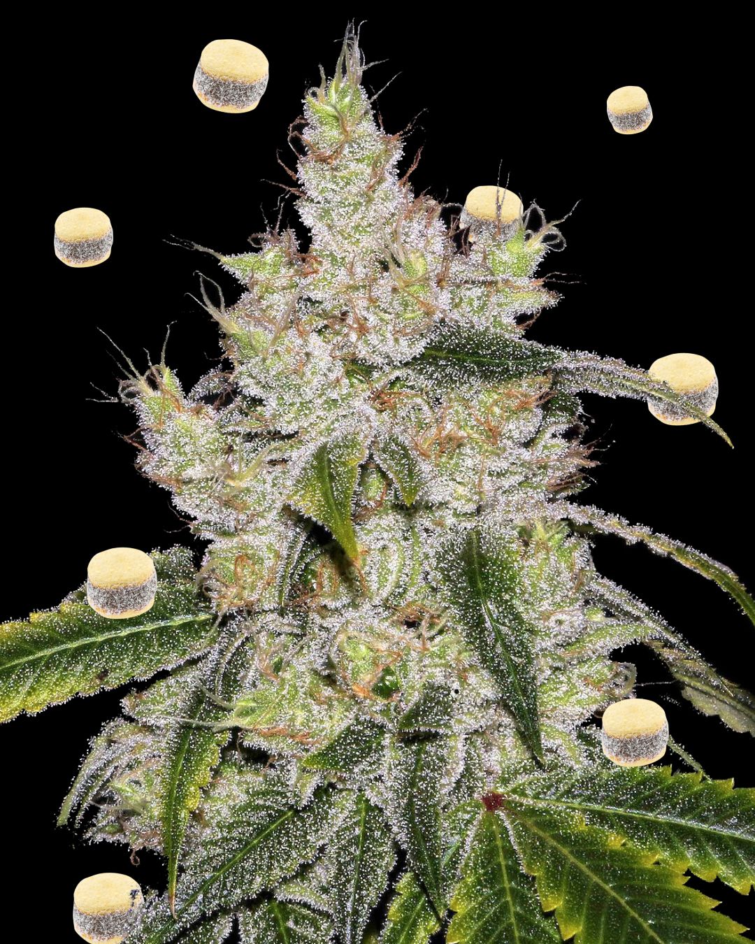 Alfajores de maicena cannabicos