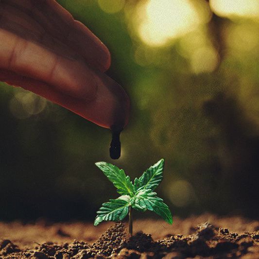 Melaza: Ideal para tus plantas de marihuana, ¿qué es?