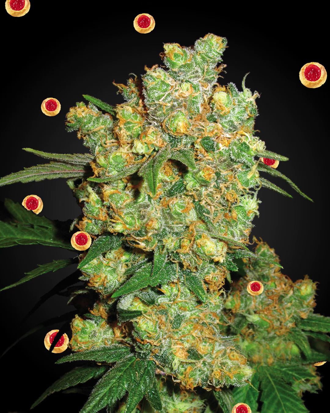 Recetas cannabicas para todos los gustos