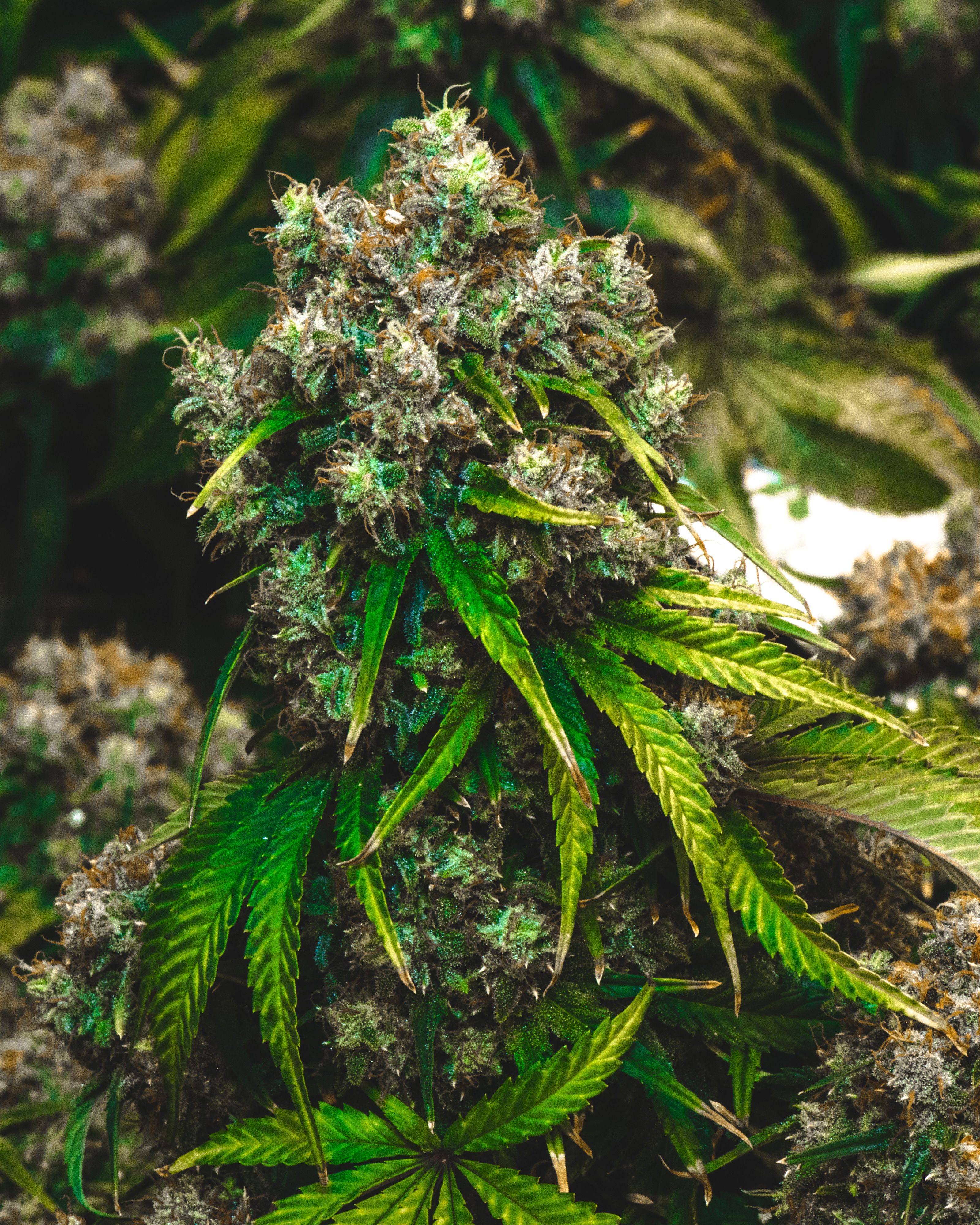 Cuantas plantas se ponen por foco
