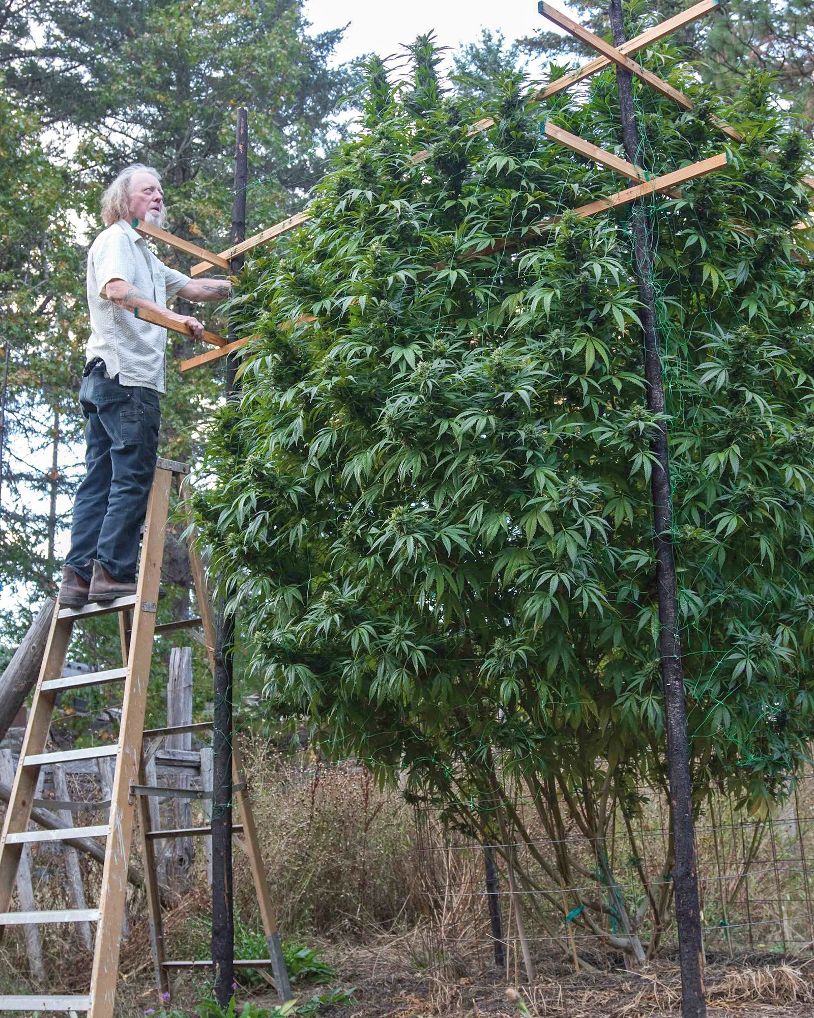 Cultivo de plantas grande de cannabis en Invierno