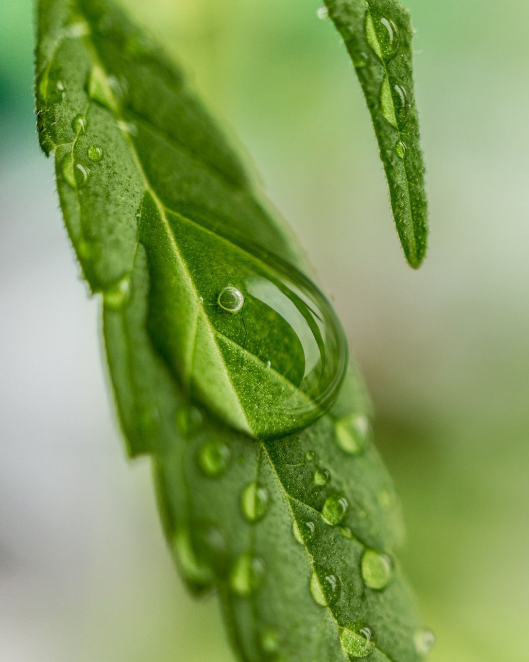 Nutrientes: ¿Cuáles necesita el cannabis?