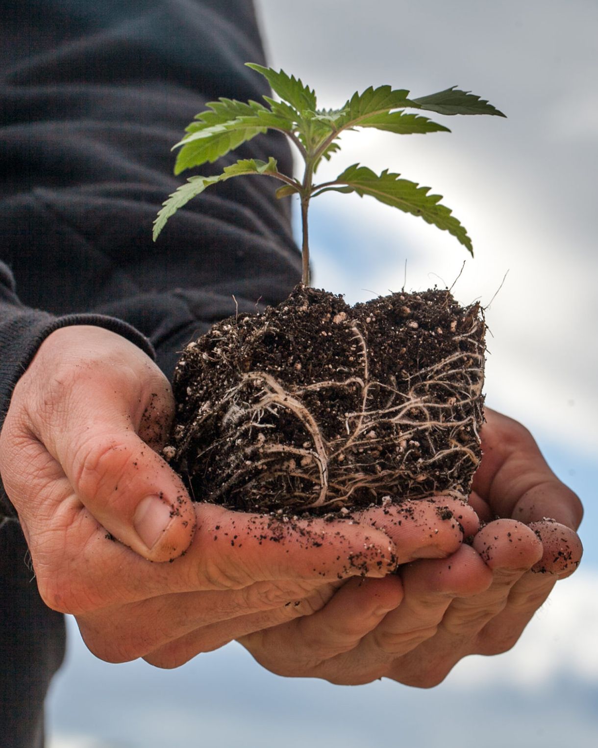 Transplante de maceta: cuándo y porqué?