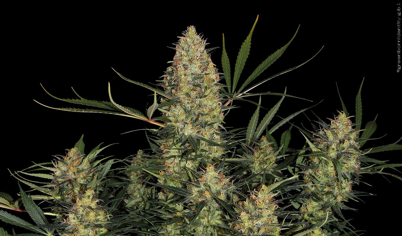 ¿Como fertilizar plantas de cannabis? Automáticas y fotoperiódicas