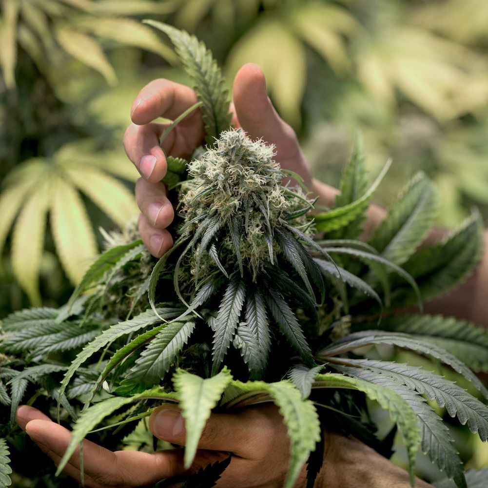 Argentina busca habilitar el autocultivo para cannabis con fines medicinales