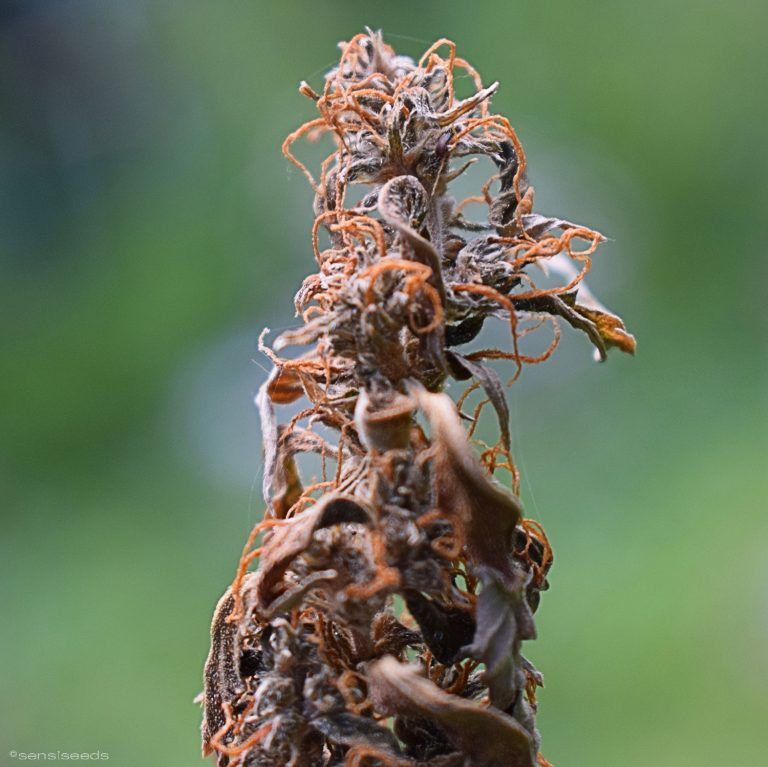 Grandes errores en el cultivo indoor