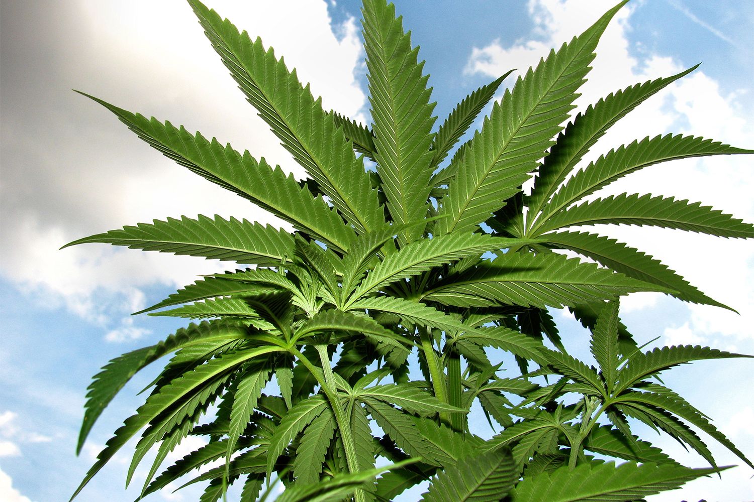 Cannabis medicinal en Argentina: lo que necesitas saber