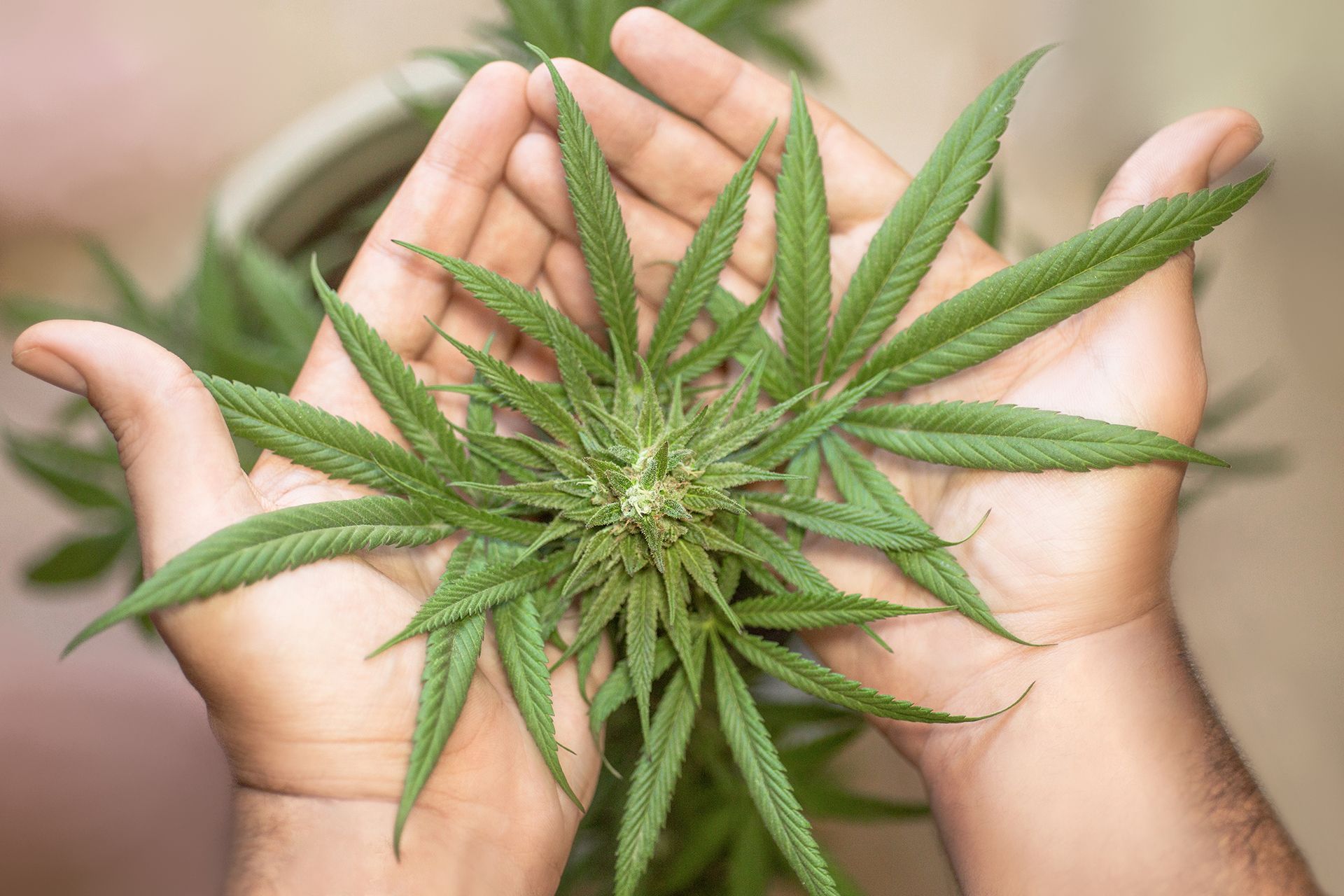 Industria cannabica: ¿Cómo es el negocio?
