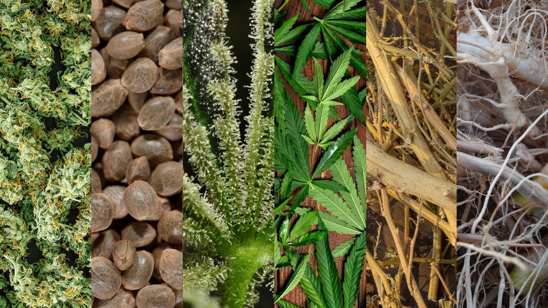 Anatomia de la marihuana