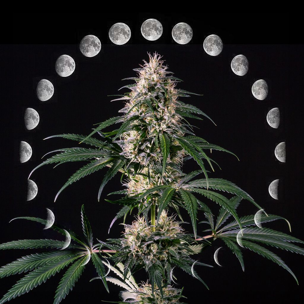 Tu relación con la marihuana según los signos