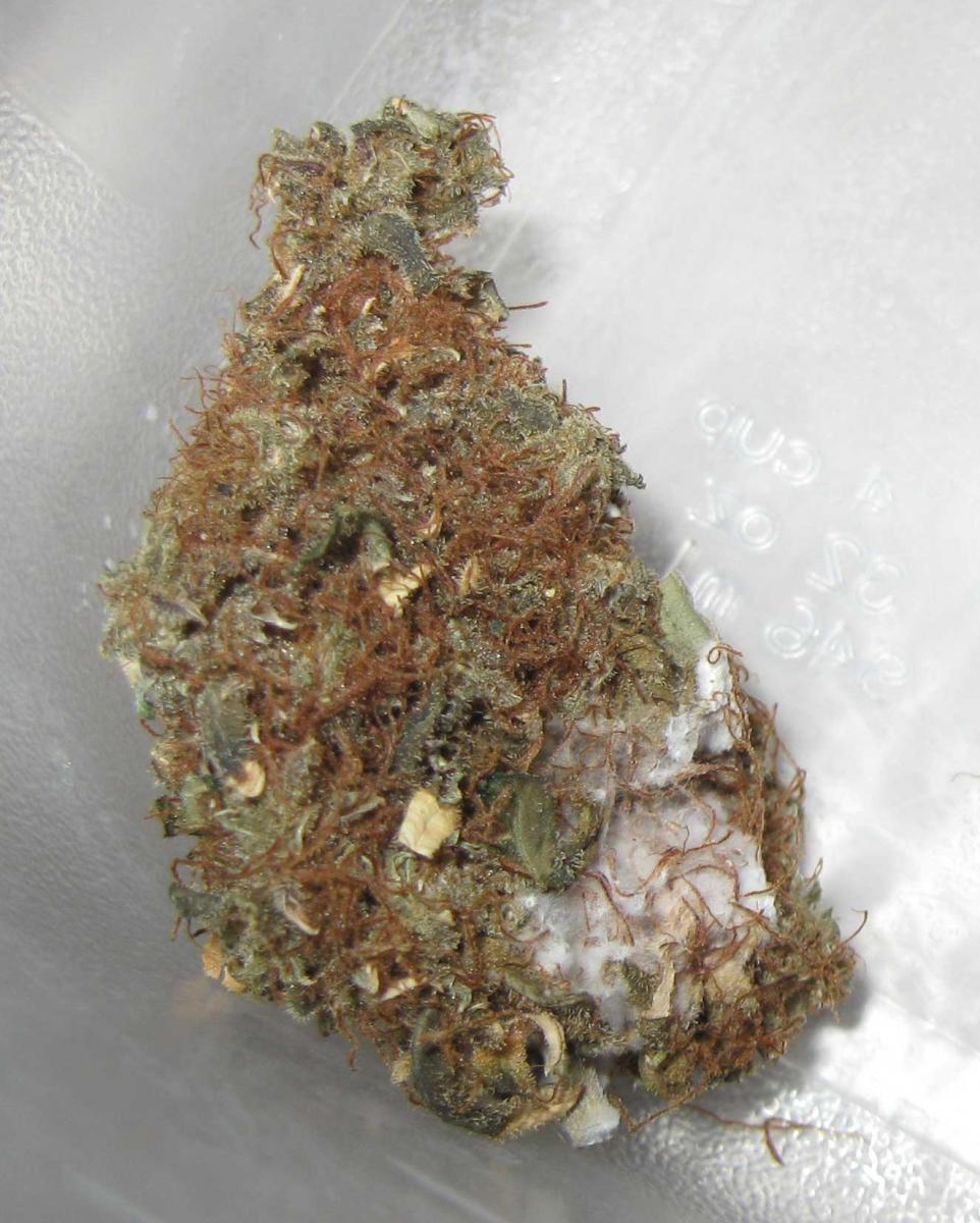 ¿Qué pasa si le sale moho a la marihuana?