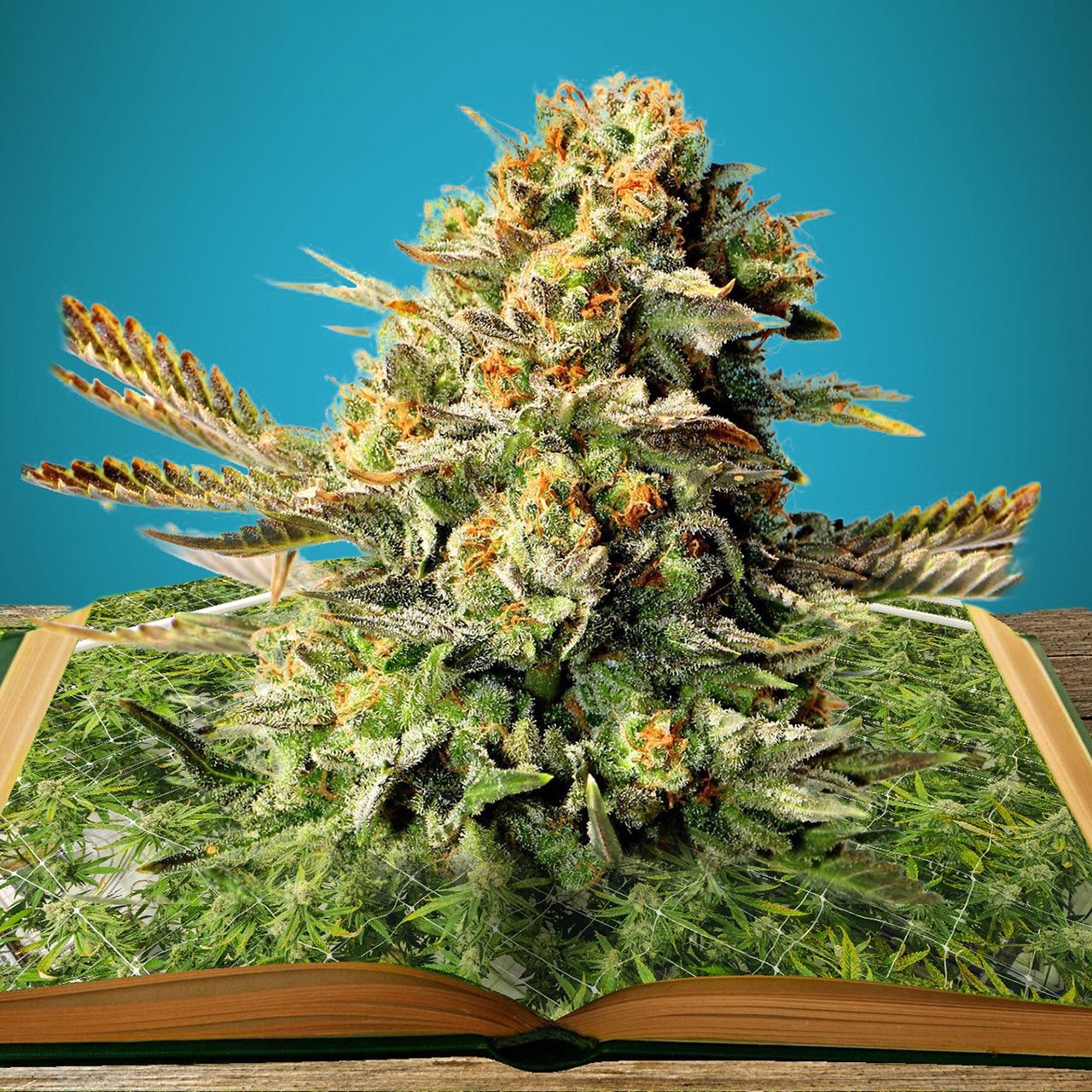 ¿La Marihuana Puede Ayudarte a Estudiar?
