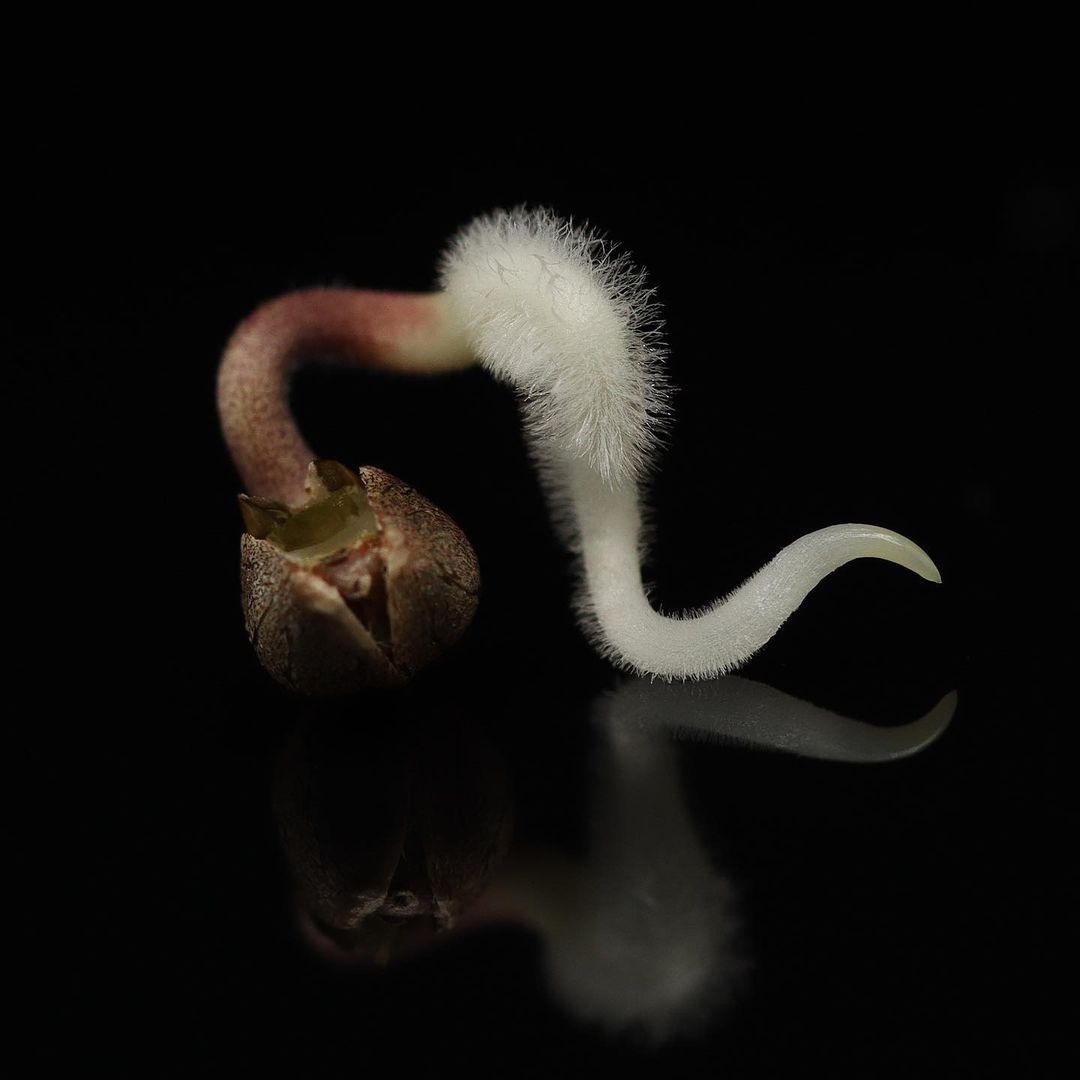 Conservación de semillas y germinación