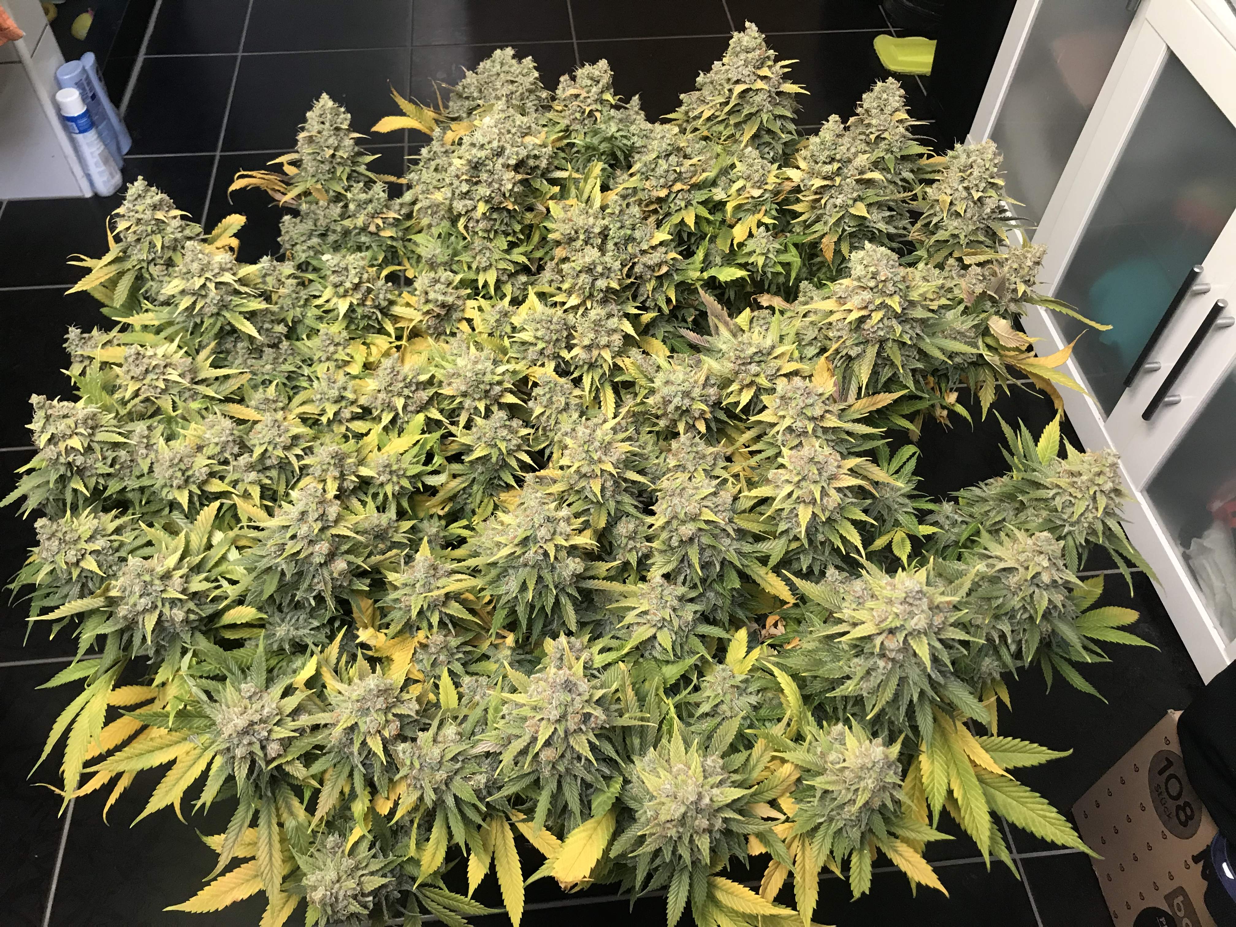 Super Lemon Haze