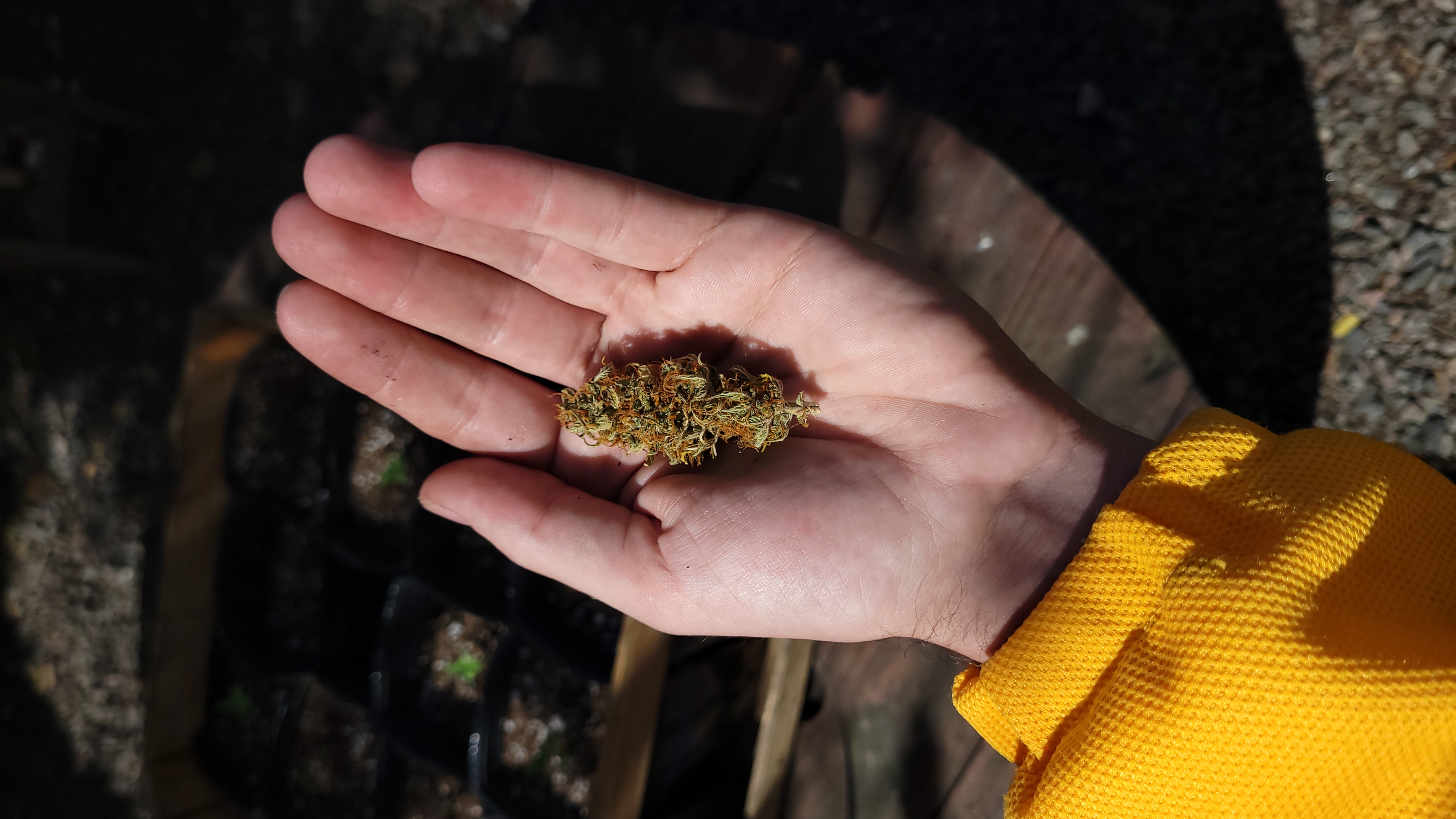¿Cuáles son los argumentos que todavía consideran ilegal a la marihuana?