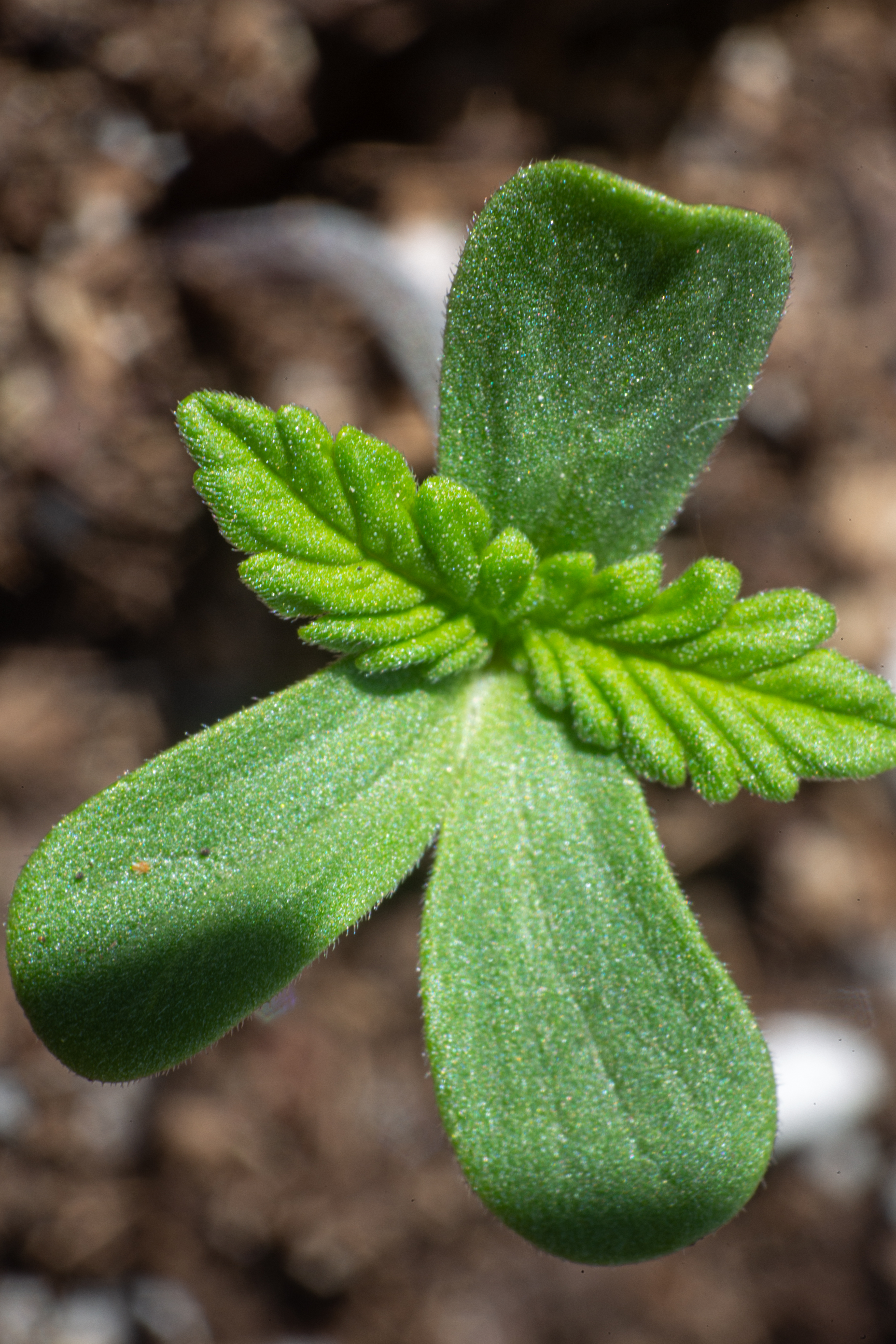 ¿Cuánto es el máximo de THC en una planta?