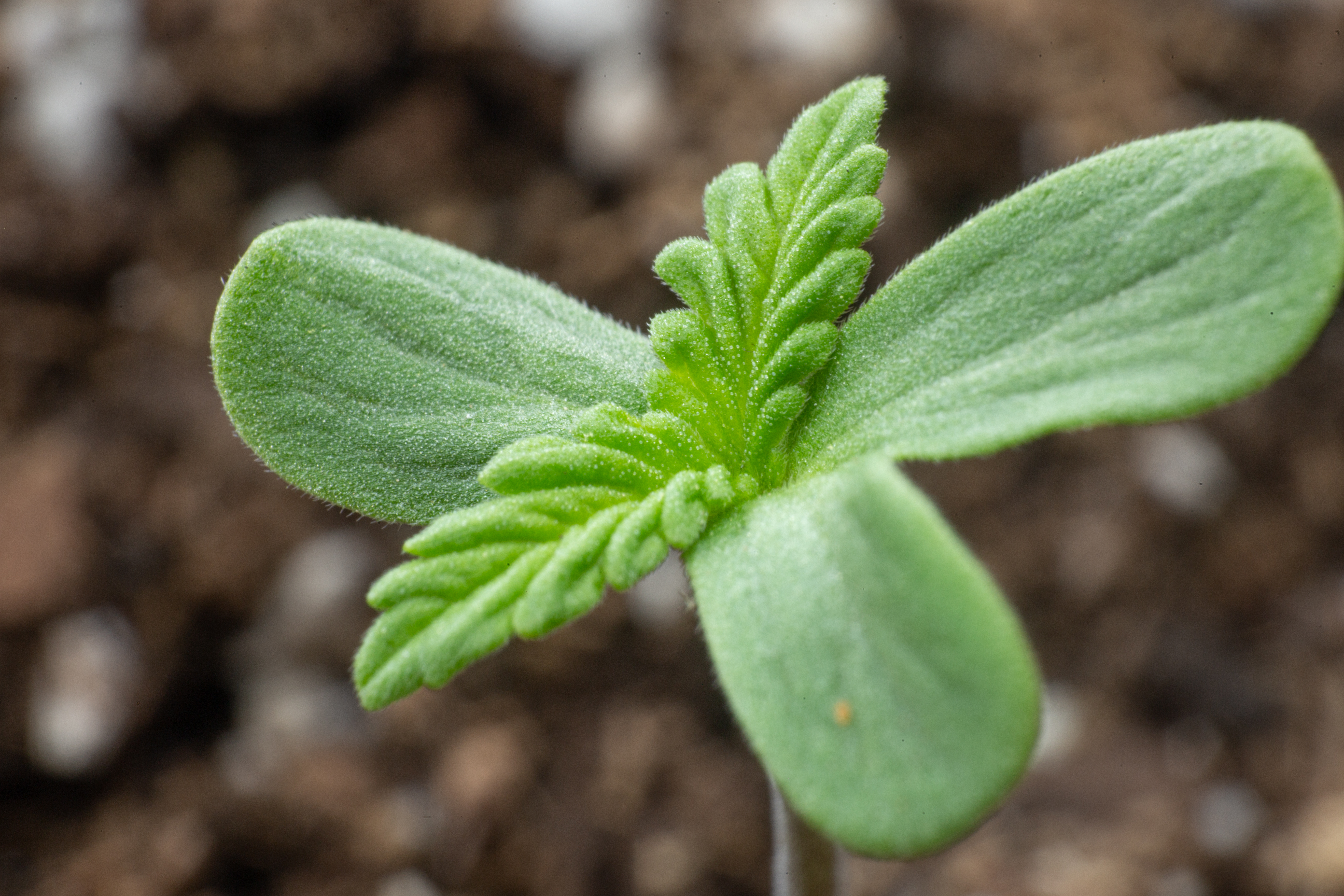 ¿Cómo saber si mi planta de marihuana es Fenotrigo?