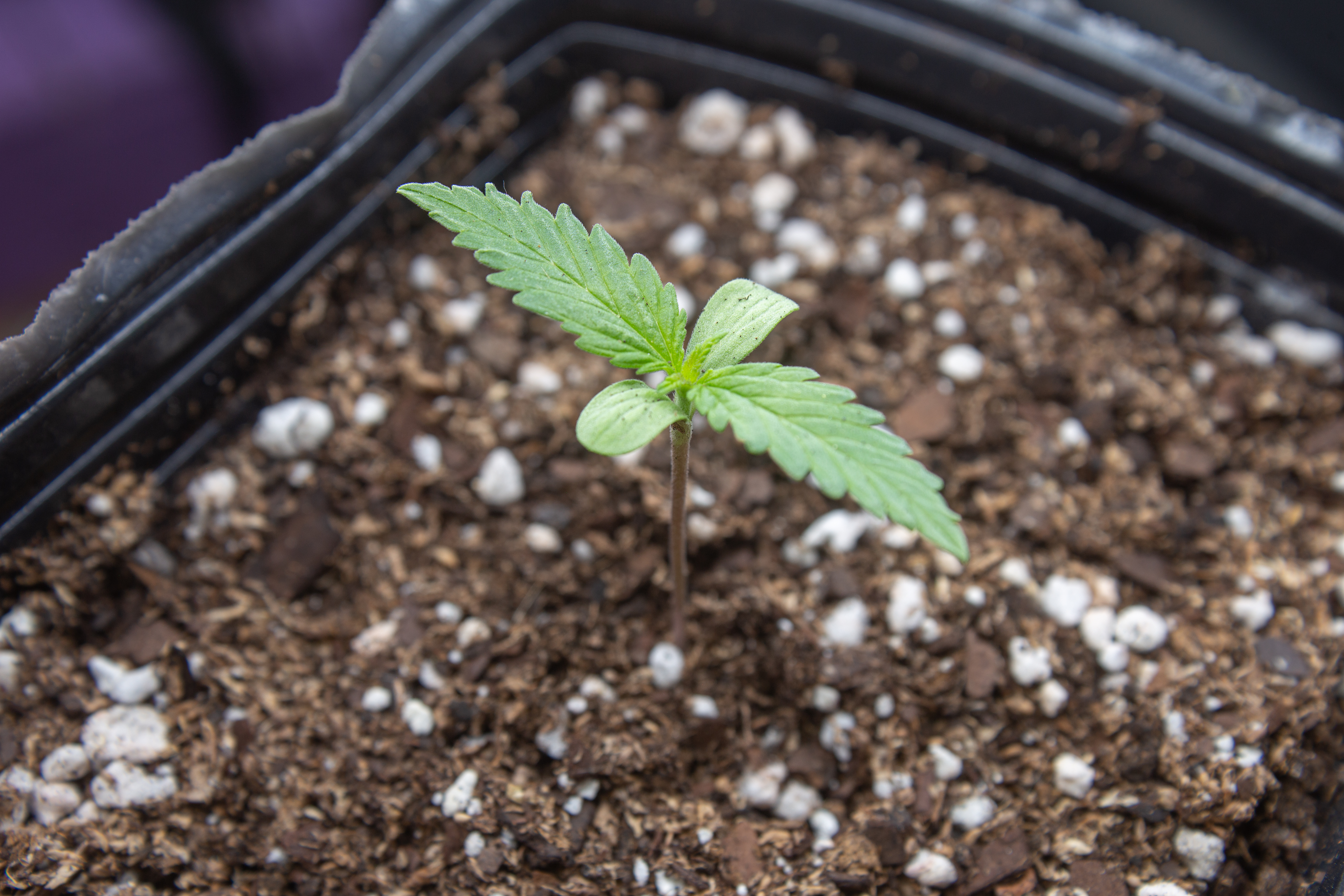 ¿Cómo conservar semillas de marihuana?