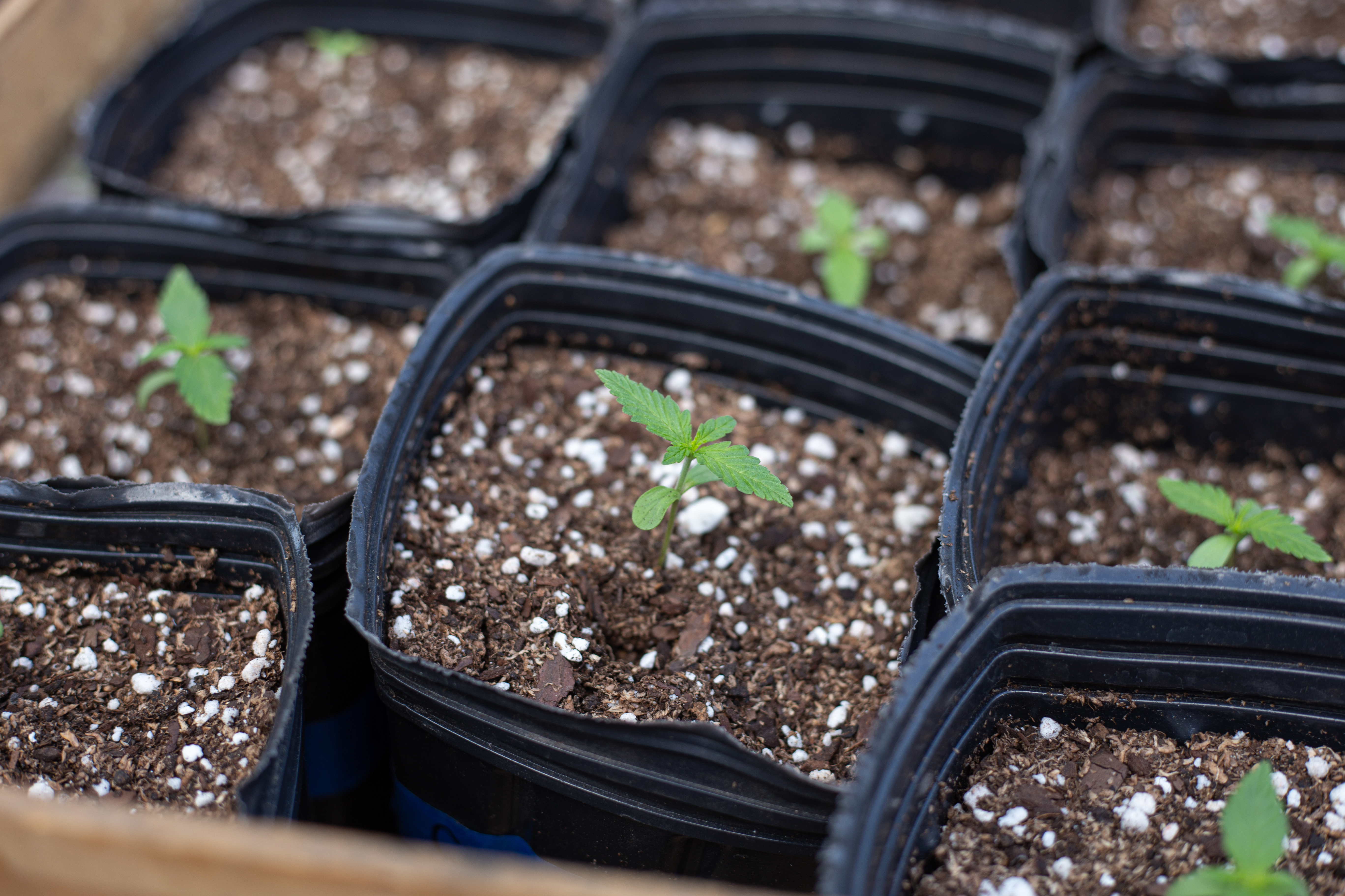 ¿Qué primeros auxilios puedo aplicar a una planta en peligro?