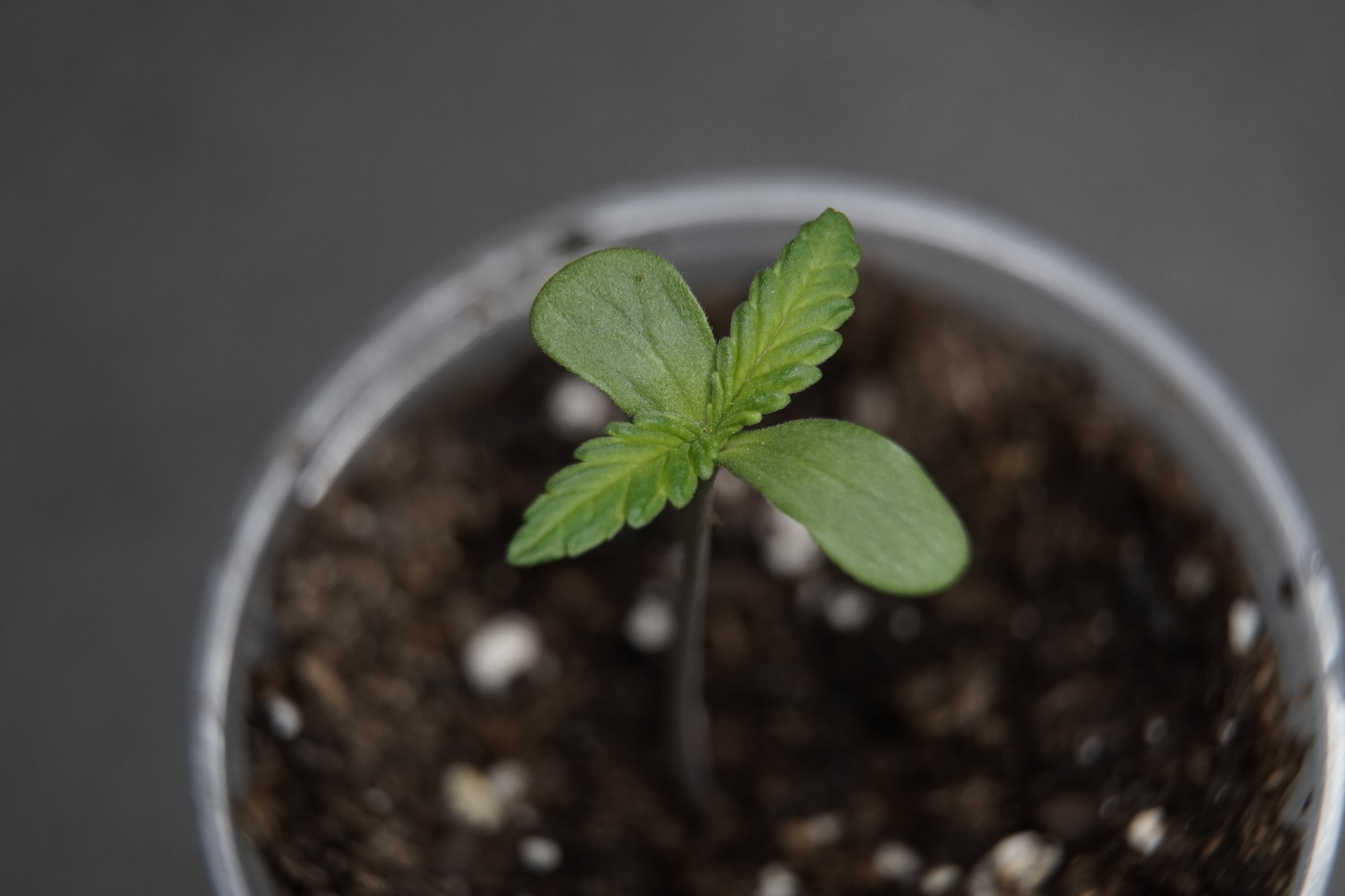 Cómo obtener tu permiso para cultivar y transportar cannabis?