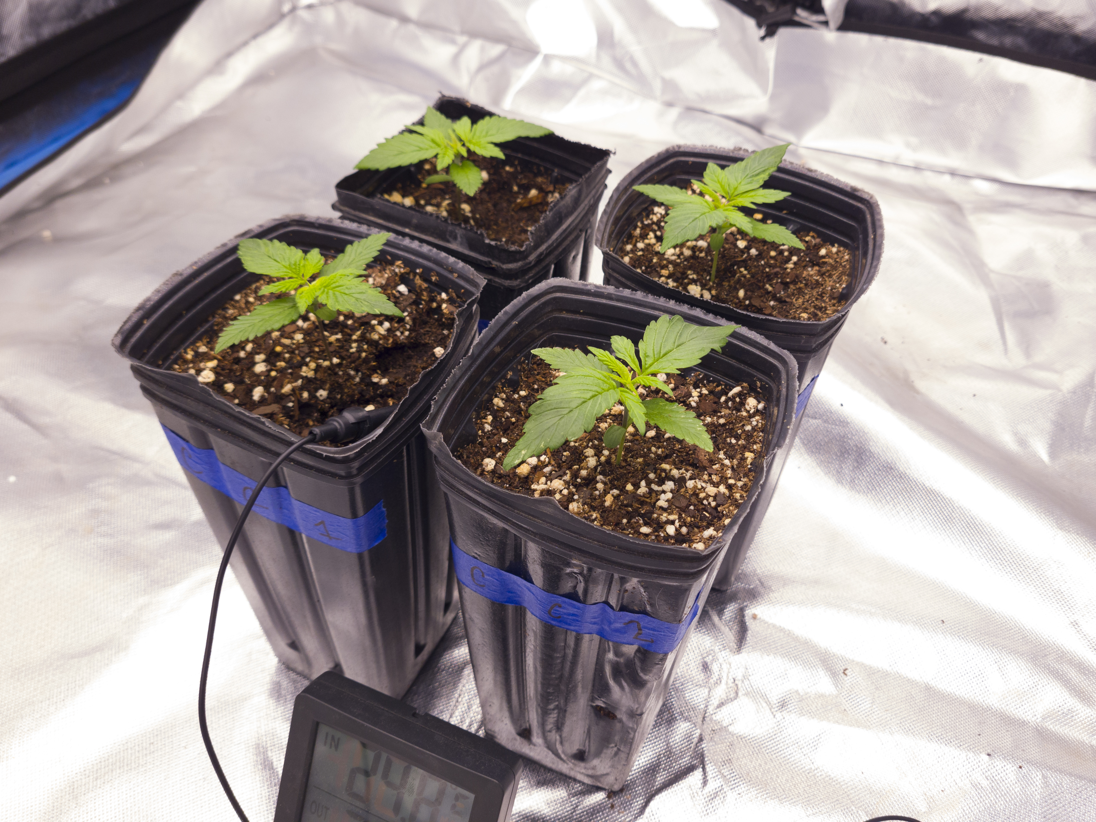Macetas negras y blancas: Conocé cuál es ideal para plantar marihuana